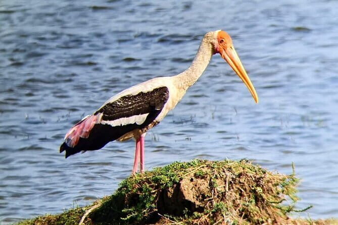 Yala National Park Safari Tours From Hambantota port - Who should book this safari (and who might rethink it)