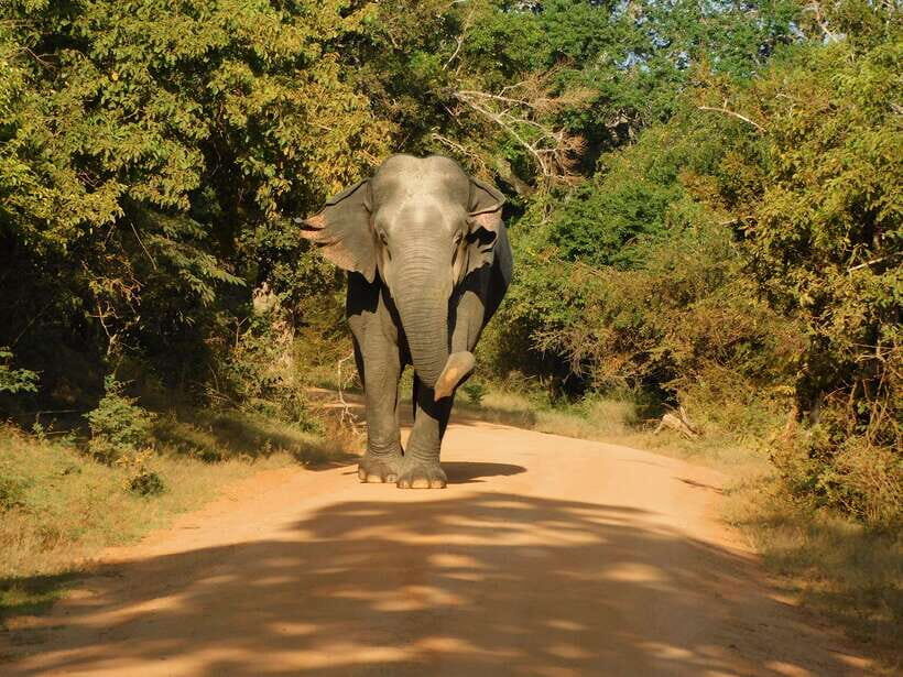 Yala National Park Safari Tours : Half Day & Full Day - Getting There Smoothly: Pickup Areas and the Real Starting Point