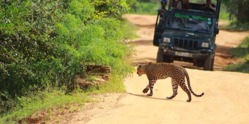 Yala National Park Sharing Safari (5 Hours) - What You’ll Drive Through: Light Forests, Scrubs, Grasslands, and Lagoons