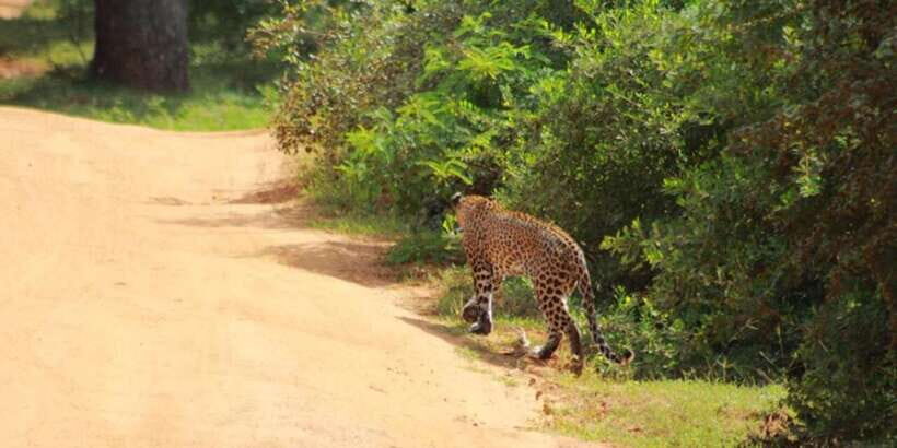 Yala National Park Sharing Safari (5 Hours) - The 5-Hour Flow: How Golden-Hour Watching Is Actually Used