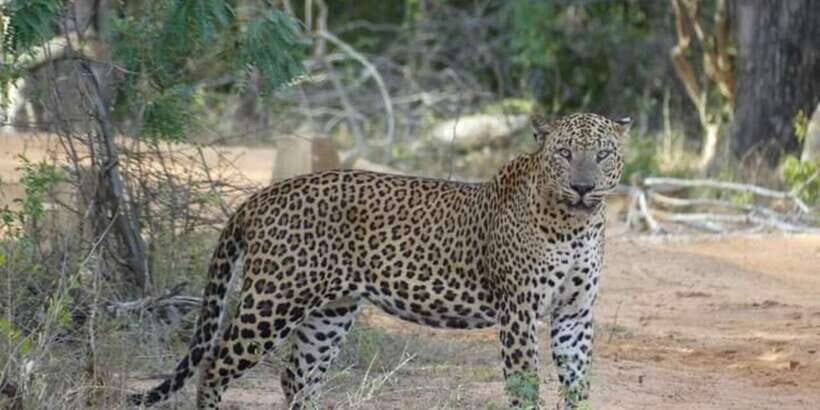 Yala National Park Sharing Safari (5 Hours) - Picnic Breakfast and Water: Small Comforts That Matter