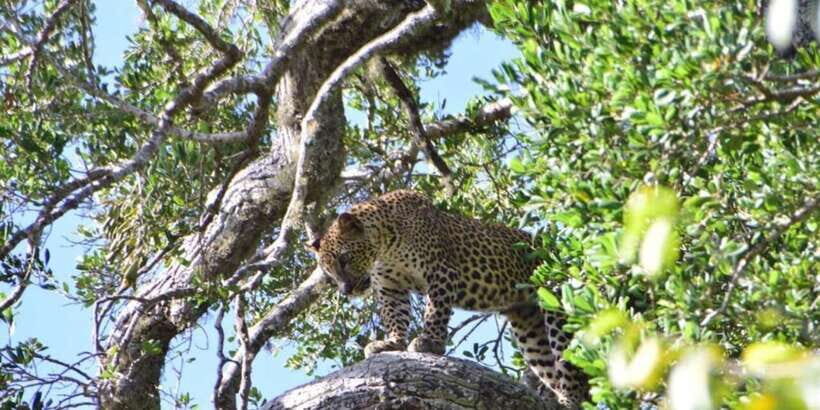 Yala National Park Sharing Safari (5 Hours) - Who This Safari Suits (and Who Might Reconsider)