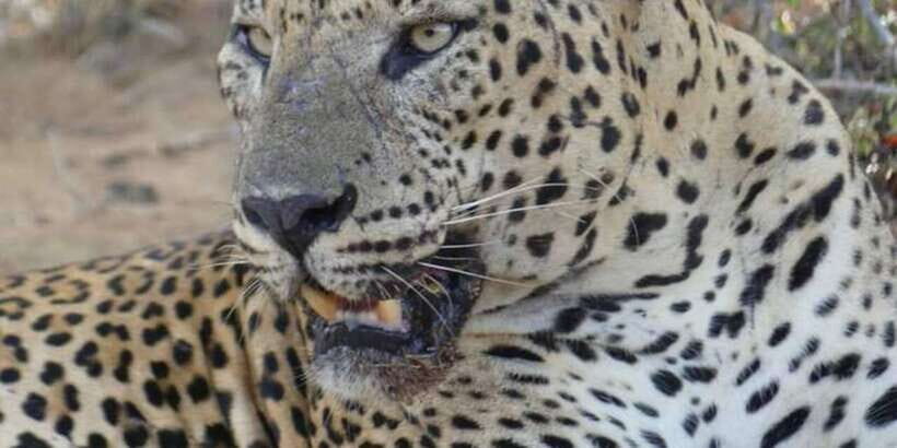 Yala National Park Sharing Safari (5 Hours) - The Guide Factor: Spotting Leopards, Elephants, and Sloth Bears