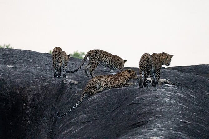 Yala National Park special Half-Day & Full-Day Safari Adventure - Key things that make this safari worth your time