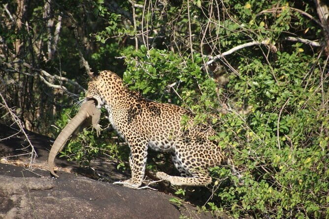 Yala National Park special Half-Day & Full-Day Safari Adventure - Price and value: what $35 doesn’t tell you (and what to budget)