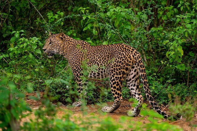 Yala National Park special Half-Day & Full-Day Safari Adventure - Half-day vs full-day: picking the right amount of safari time