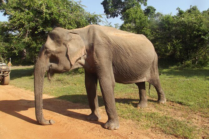 Yala National Park Special Leopard Safari Tour - Why Yala’s early morning matters for leopard spotting
