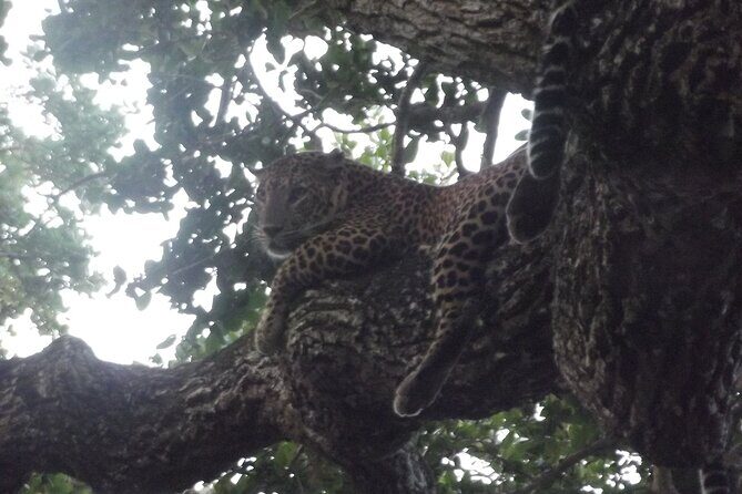 Yala National Park Special Leopard Safari Tour - Transfers and timing: getting to Yala before the crowds of opportunity