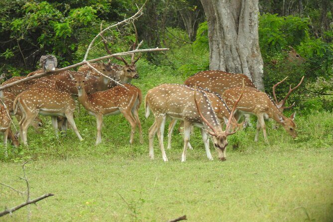 Yala National Park Special Leopard Safari Tour - Inside Yala National Park: what the drive is really trying to do