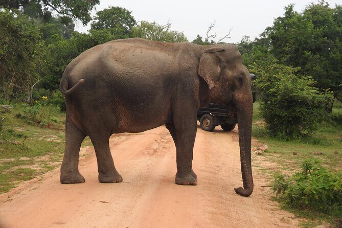 Yala National Park Special Leopard Safari Tour - The included breakfast: start fueled, not rushed