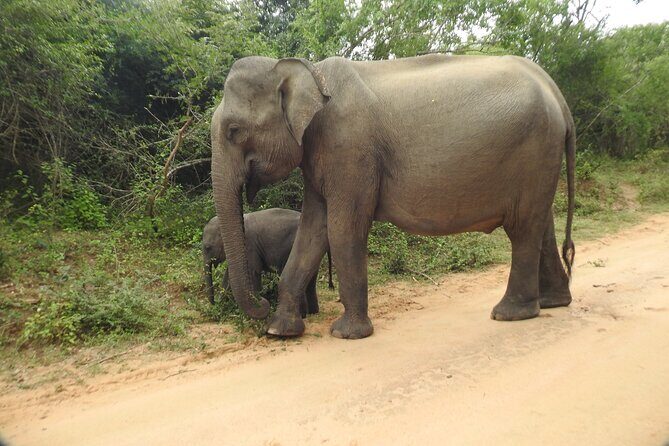 Yala National Park Special Leopard Safari Tour - Gear and mindset tips for a 5-hour leopard hunt
