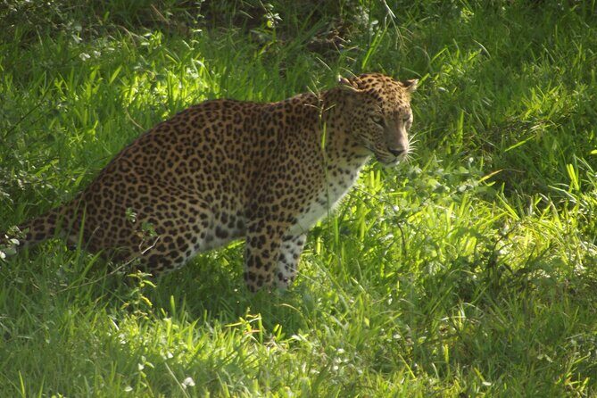 Yala National Park Special Leopard Safari Tour - Price and logistics: how to decide if this is the right fit