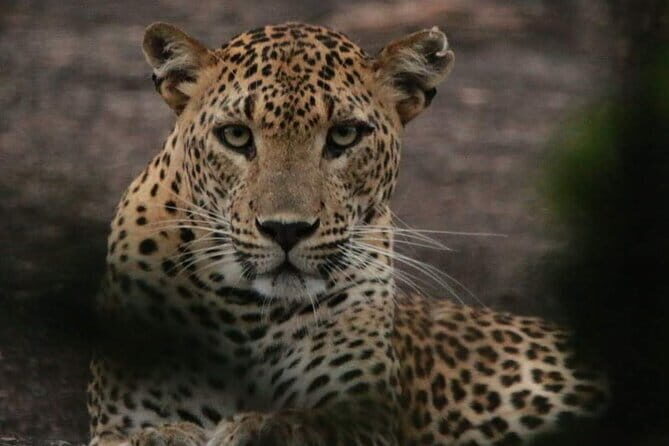Yala National Park Tour From Hambantota Port - From Hambantota Port to the Gate: how the day starts