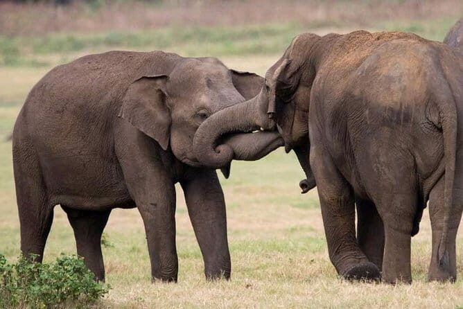 Yala National Park Tour From Hambantota Port - More than animals: historical stops inside the park