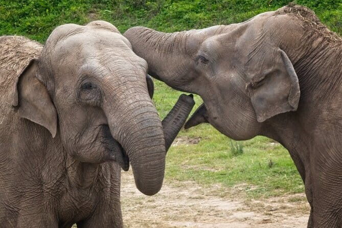 Yala National Park Tour From Hambantota Port - Driver skill and comfort: why names matter