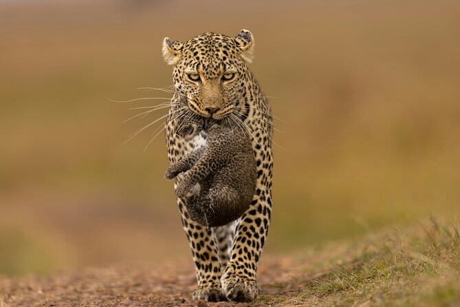 Yala National Park Tour From Hambantota Port - Price and value: $47 plus the $40 entrance ticket