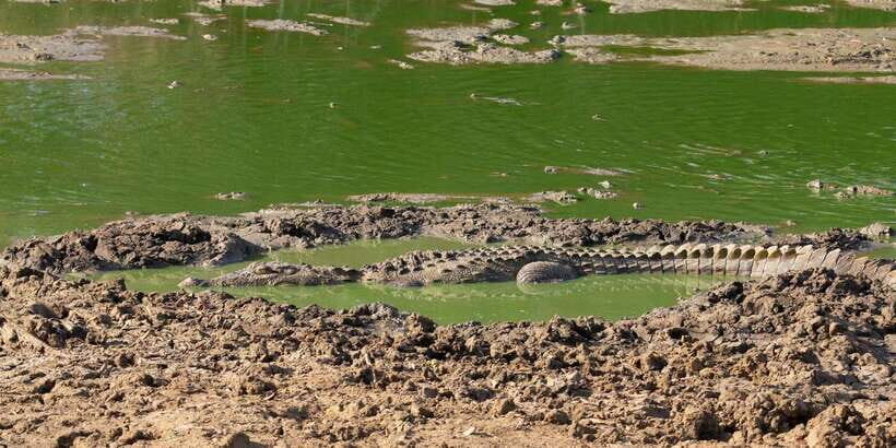 Yala National Park Wildlife safari from Mirissa - Who this Yala safari from Mirissa is best for
