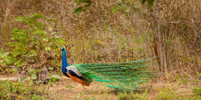 Yala National Park Wildlife safari from Mirissa - From Mirissa to Yala National Park: how the timing feels
