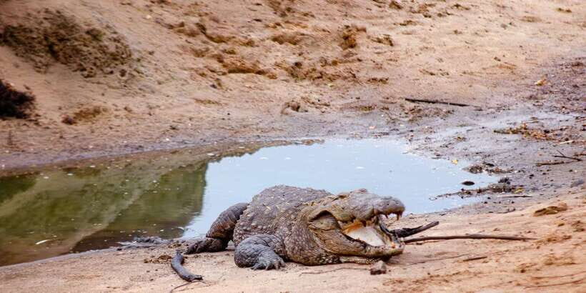 Yala National Park Wildlife safari from Mirissa - Wildlife odds in Yala: leopards, elephants, sloth bears, crocodiles, birds