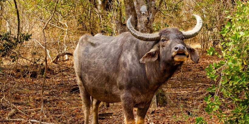 Yala National Park Wildlife safari from Mirissa - The park scenery you’ll notice from the jeep