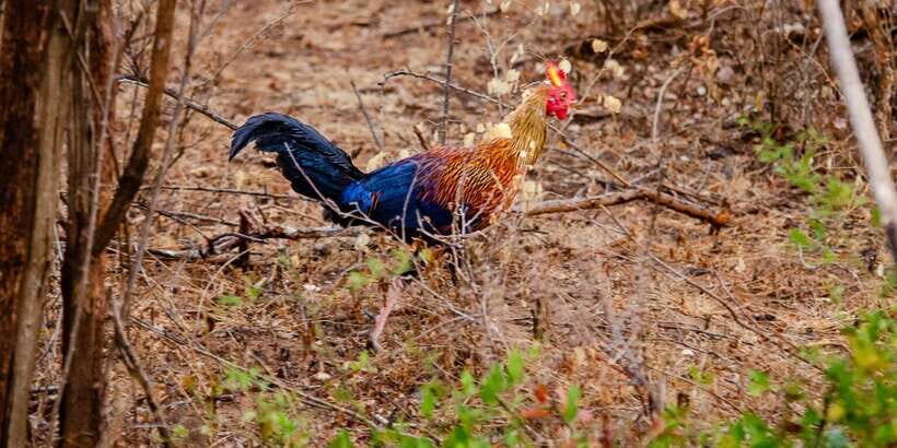 Yala National Park Wildlife safari from Mirissa - Lunch in a local restaurant: the reset you’ll actually need