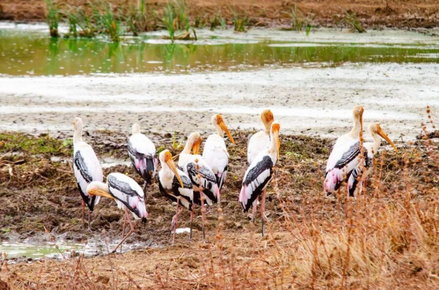 Yala National Park Wildlife safari from Mirissa - Price and value: is $120 a fair deal?
