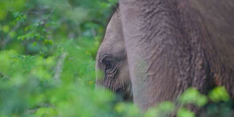 Yala National Park Wildlife safari from Mirissa - What to bring (and what to skip) so the day stays fun