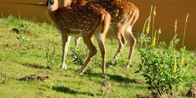 Yala National Park Wildlife safari from Mirissa - The 3-hour jeep safari: what you’re really paying for
