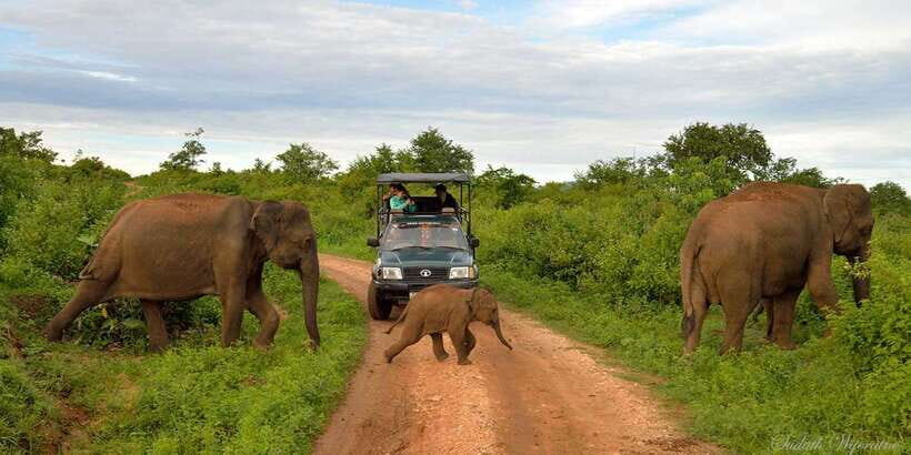 Yala: Private Safari Day Trip with Lunch & Entry Fees - Yala National Park From a Private Jeep: What Makes This Day Trip Work