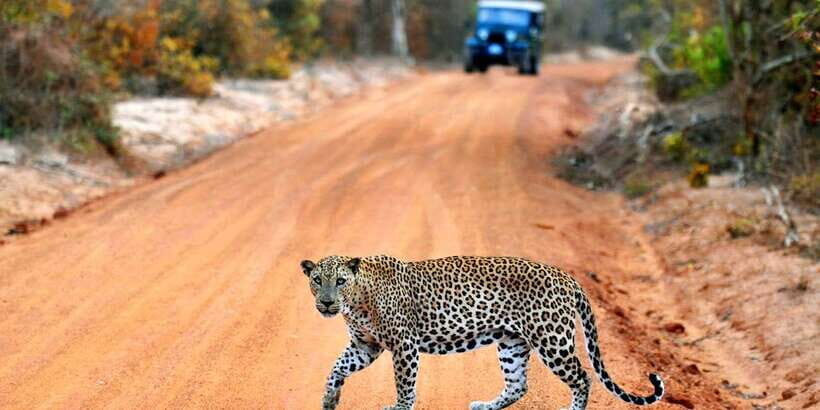 Yala: Private Safari Day Trip with Lunch & Entry Fees - Morning vs Evening Safari: Pick the Timing That Fits Your Day