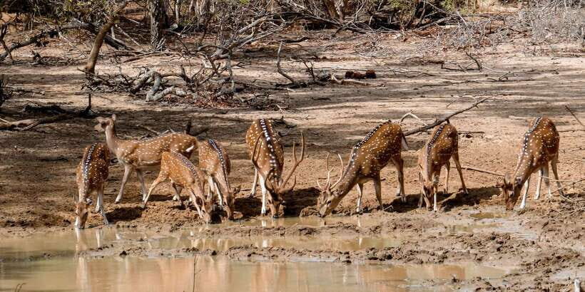 Yala: Private Safari Day Trip with Lunch & Entry Fees - Who This Trip Suits Best (And Who Might Want to Skip)
