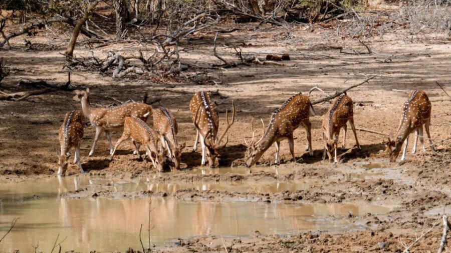 Yala: Private Safari Day Trip with Lunch & Entry Fees - Should You Book This Private Yala Safari Day Trip?