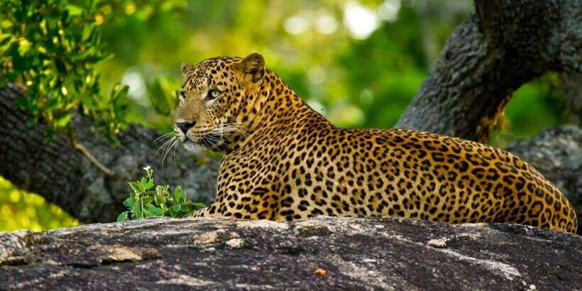 Yala Private Safari: Half-Day or Full-Day with Picnic Lunch - Key highlights worth planning around