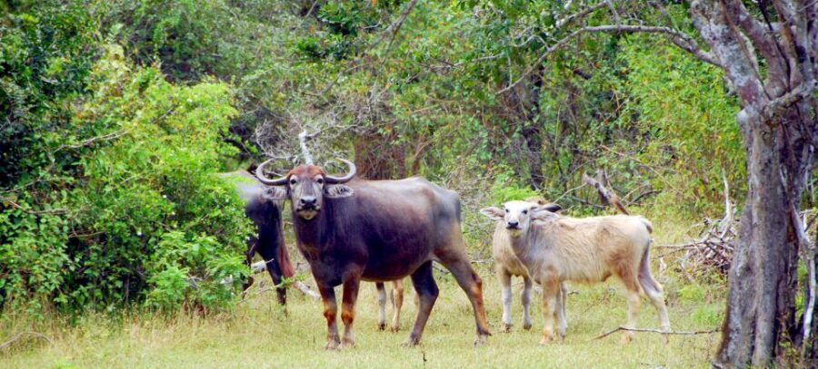 Yala Private Safari: Half-Day or Full-Day with Picnic Lunch - Pickup and Drop-Off: How You Avoid Safari Friction