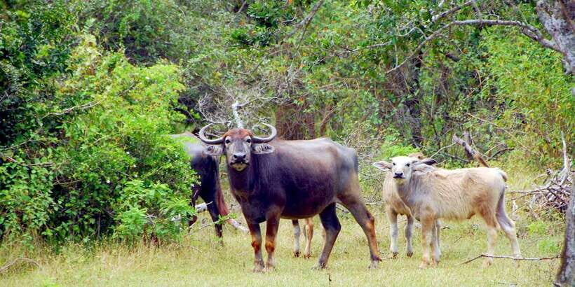 Yala Private Safari: Half-Day or Full-Day with Picnic Lunch - Price and Value: What You Pay, What You Still Need