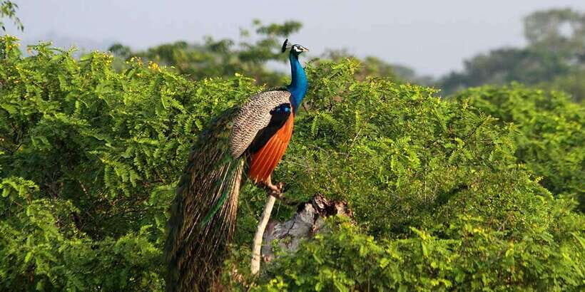 Yala Private Safari: Half-Day or Full-Day with Picnic Lunch - Private Yala Jeep Safari: What Makes It Feel Worth It