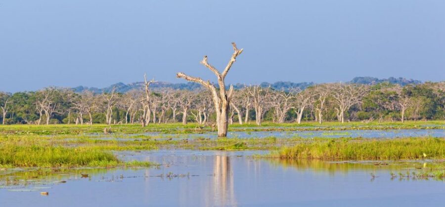Yala Safari All-Inclusive Package with Convenient Pick Up - FAQ