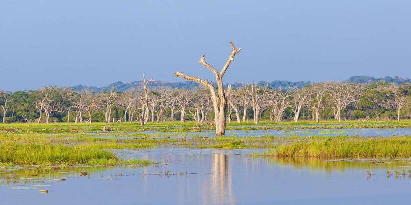 Yala Safari All-Inclusive Package with Convenient Pick Up - Who This Yala Safari Fits Best (And Who Might Prefer Another Style)
