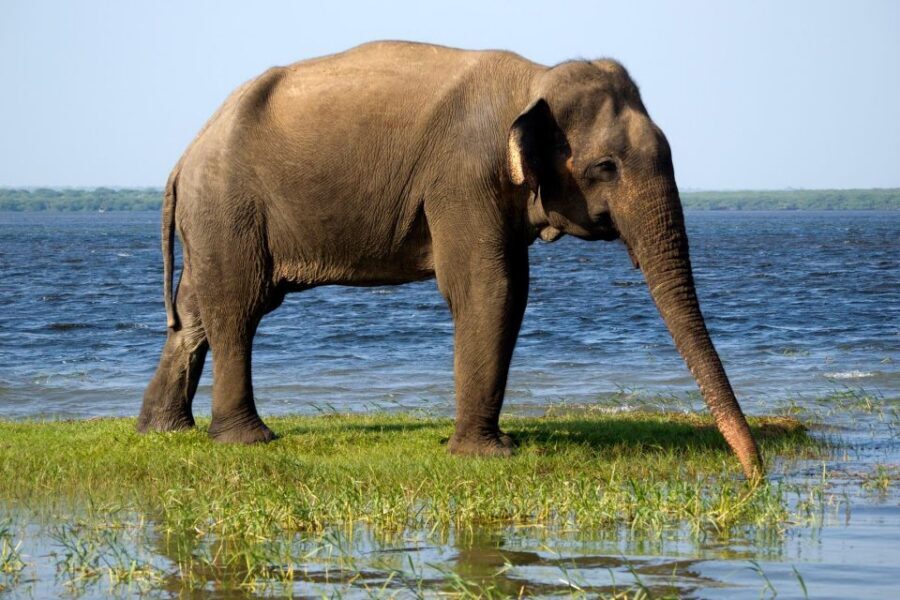 Yala Safari All-Inclusive Package with Convenient Pick Up - Should You Book This Yala Safari Package?