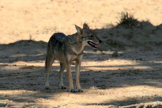 Yala Safari by Yala Safari Wonders - Guide Names You’ll Actually Hear About: Roshan, Udara, Eranga, Shiran, Pasindu