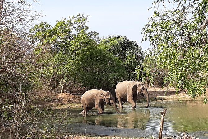 Yala Safari by Yala Safari Wonders - Price and Value Around $48: What You Get, What You Must Add