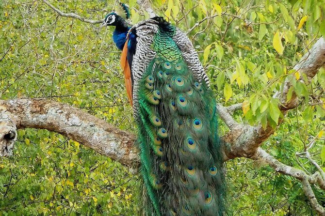 Yala Safari by Yala Safari Wonders - Booking, Messaging, and What to Do Once You Confirm
