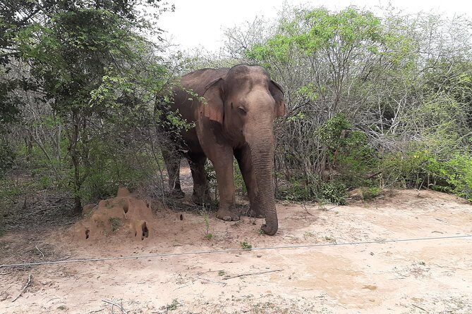 Yala Safari by Yala Safari Wonders - What to Expect in the Jeep: Small-Group Focus Inside the Park