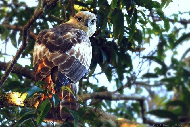 Yala Safari by Yala Safari Wonders - Morning and Evening Timing: Why Light Changes the Safari