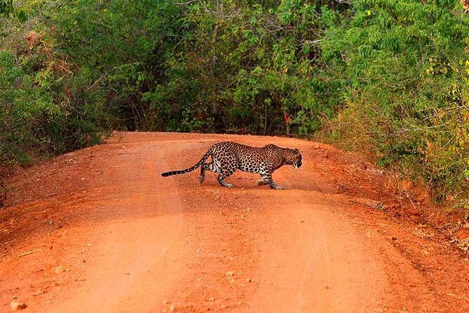 Yala Safari Day Trip from Bentota/ Kalutara/ Ahungalla/ Hikkaduwa - Key highlights if you want the quick scoop