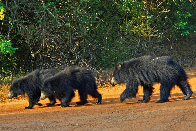 Yala Safari Day Trip from Bentota/ Kalutara/ Ahungalla/ Hikkaduwa - Pickup, timing, and how the day actually feels