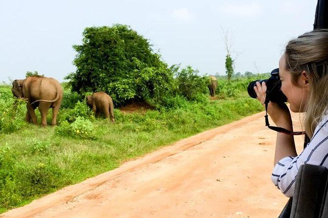 Yala Safari Day Trip from Bentota/ Kalutara/ Ahungalla/ Hikkaduwa - Stop: Inside Yala National Park (4 hours of wildlife time)