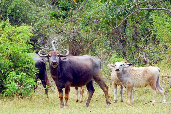 Yala Safari Day Trip from Bentota/ Kalutara/ Ahungalla/ Hikkaduwa - Food and small breaks that prevent a meltdown