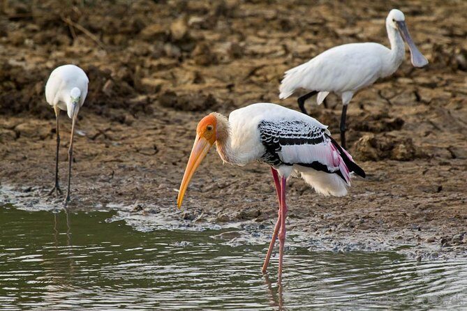 Yala Safari Day Trip from Bentota/ Kalutara/ Ahungalla/ Hikkaduwa - Who this tour suits best (and who might want a different plan)