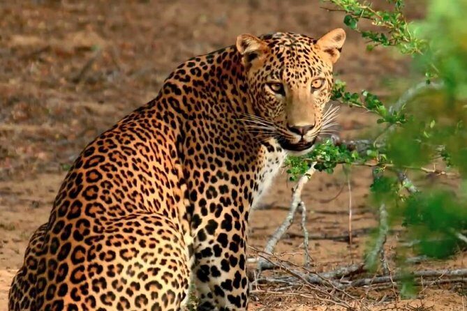 Yala Safari Day Trip from Bentota/ Kalutara/ Ahungalla/ Hikkaduwa - Practical expectations for leopard luck